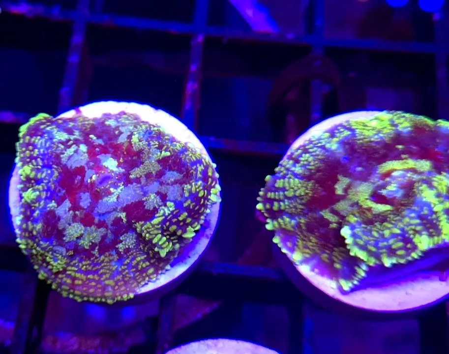 Rhodactis Van Ghog - Mushroom - Corallo molle facile - 1 disco su frag