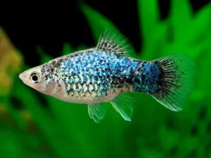 Platy Blue Neon Calico - xiphophorus maculatus 3 cm