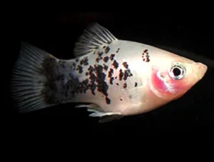 Platy White Calico salt & pepper- xiphophorus maculatus 3 cm