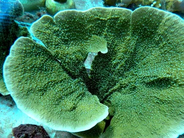 Montipora Foliosa Green - Coralo duro SPS 4-6 cm