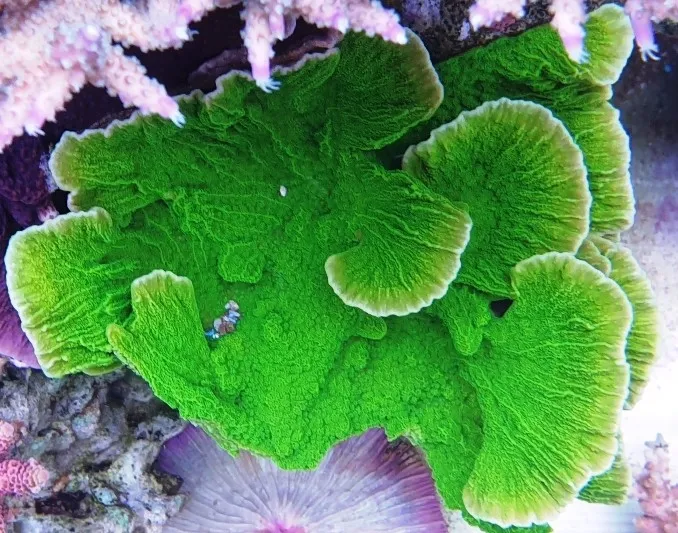 Montipora Foliosa Green - Coralo duro SPS 4-6 cm