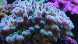 Pocillopora Damicornis Tricolor - Corallo duro SPS- frag 5-6 cm