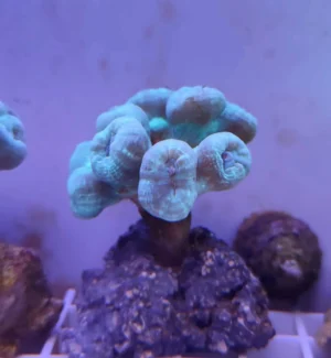 Caulastrea Furcata Azzurra 12 Bocche circa - FOTO REALI - Corallo duro LPS facile
