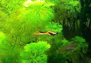 Coppia di POECILIA WINGEI BLACK BAR, endler puri