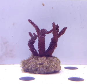 Acropora Loisette Viola 7x7 cm - FOTO REALE - Corallo duro SPS