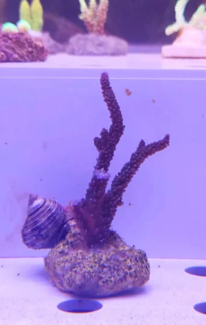 Acropora Loisette Viola - frag 5-6 cm - Corallo duro SPS