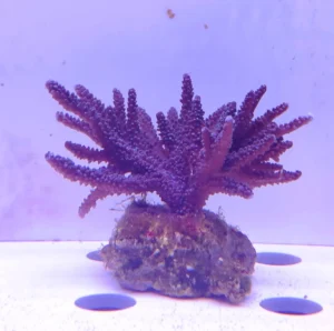 Acropora Loisette Viola 8x8 cm - FOTO REALE - Corallo duro SPS