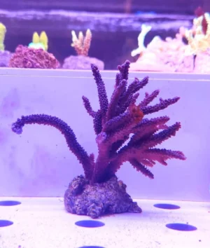 Acropora Loisette Viola 10x10 cm - FOTO REALE - Corallo duro SPS