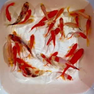 Carassius auratus color mix 5-7 cm - pesce rosso color mix