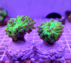 Euphyllia Paradivisa base verde punte Viola - FOTO REALI - 1 calice - Corallo duro LPS facile