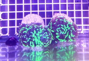 Euphyllia Parancora punte verde fluo - FOTO REALI - 1 calice - Corallo duro LPS facile