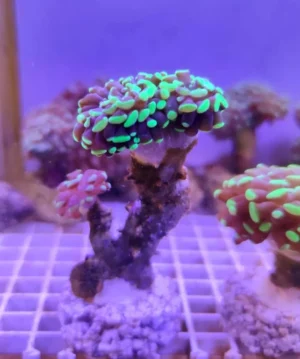 Euphyllia Parancora punte verde fluo - FOTO REALI - 3 calici - Corallo duro LPS facile