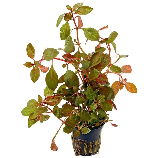 Ludwigia Repens - pianta rossa a crescita rapida in vasetto