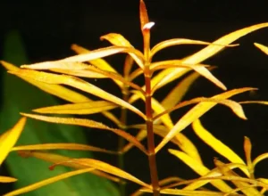 Ludwigia Arcuata - pianta rossa a crescita rapida in vasetto