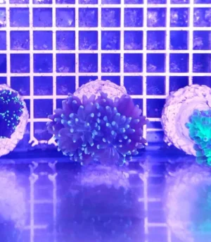 Euphyllia Parancora Azzurra - FOTO REALI - 1 calice - Corallo duro LPS facile