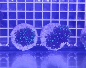 Euphyllia Paradivisa punte verdi - 1 calice - FOTO REALI - Corallo duro LPS facile