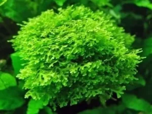 MUSCHIO RICCARDIA CHAMEDRYFOLIA - MINI PELLIA MOSS 3x3 cm
