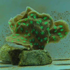 Echinophyllia Green Eyes - FOTO REALI - Corallo duro LPS facile - frag 4-6 cm