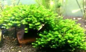 Muschio Distichophyllum Hookeriaceae - Rare Moss 3x3 cm