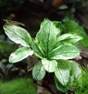 ANUBIAS Barteri Nana PINTO, pianta rara e pregiata in vasetto