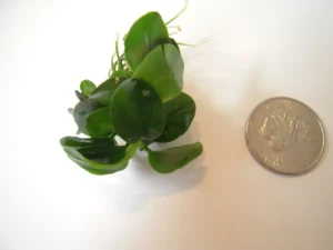 Anubias nana PETITE, piccola pianta epifita da primo piano