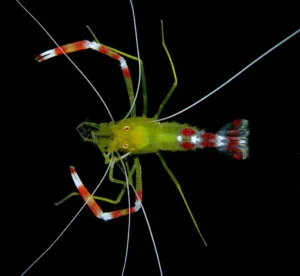 Stenopus Scutellatus - Stenopus Hispidus gold - Gambero Pugile dorato