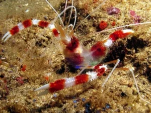 Stenopus Hispidus - Gambero Pugile per acquario marino reef