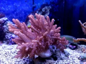 Sinularia Brassica - Finger Coral Cactus XL - 15-20 cm - Corallo molle facile