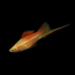 Portaspada Pineapple Neon, xiphophorus helleri 3-5 cm