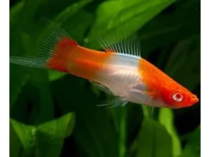 Portaspada Kohaku - Santa Claus, xiphophorus helleri red-whithe 3-5 cm