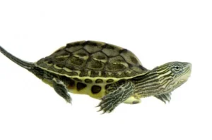 Tartaruga acquatica Ocadia Sinensis 5 cm - Tartaruga dal collo striato