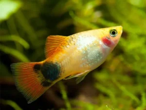 Platy Gold Mikey Mouse, xiphophorus maculatus 2-3 cm