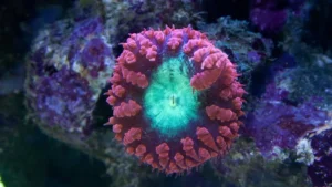 Blastomussa Wellsi premium red cuore verde fluo, bordo rosso - Corallo duro LPS facile - 2 head