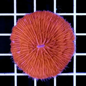 Fungia Shocking Red-Orange Australia XL - FOTO REALI - Corallo duro LPS facile