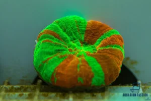 Scolymia Australis Green-Orange Premium L - FOTO REALI - Corallo duro LPS facile