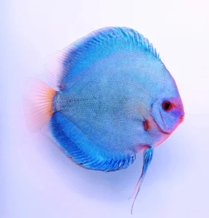 Symphysodon Discus Blue Diamond - SG Discus Italia - 5-7 cm