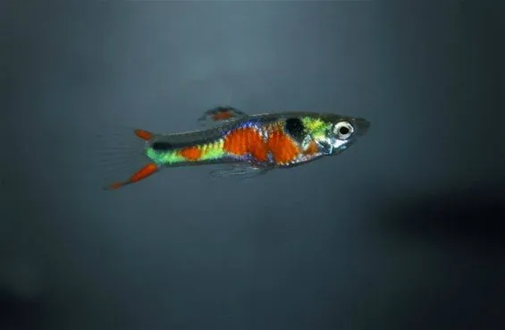 Coppia di POECILIA WINGEI DOUBLE RED STRIPE / RED CHEST, endler puri