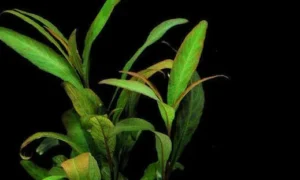 HYGROPHILA Corymbosa Siamensis Angustifolia, pianta rapida in vasetto