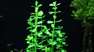 Bacopa Monnieri, pianta facile da sfondo