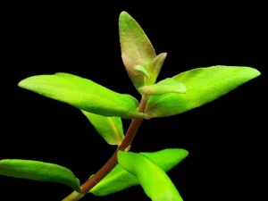 Nesaea Triflora, pianta rapida depurativa - 3 steli di minimo 12 cm