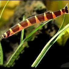Pangio kuhlii 5 cm - Pangio semicincta/myersi - Acanthophthalmus - serpentello