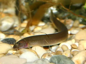 Pangio Oblonga 7-8 cm - Pangio kuhlii javanicus - serpentello