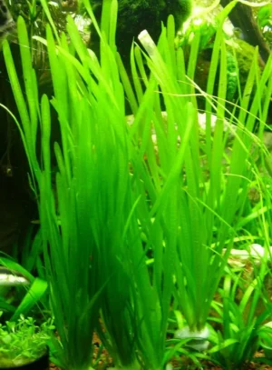 VALLISNERIA Natans, pianta da sfodo o centro a crescita rapida