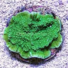 Montipora Capricornis Green - Coralo duro SPS 3-5 cm