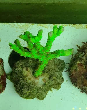 Anacropora Forbesi 6-8 cm - Corallo duro SPS