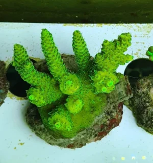 Acropora Millepora green fluo - FOTO REALI - Corallo duro SPS - frag 6-7 cm
