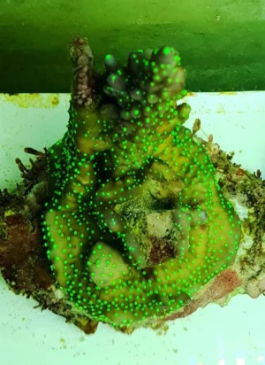 Acropora Valida Tricolor - FOTO REALI - Corallo duro SPS - frag 6-7 cm