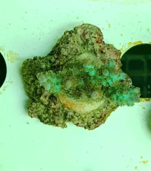 Acropora Plana - FOTO REALI - Corallo duro SPS - frag 3 - 5 cm
