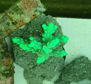 Acropora Aculeus green fluo master grade - FOTO REALI - Corallo duro SPS - frag 3 - 5 cm