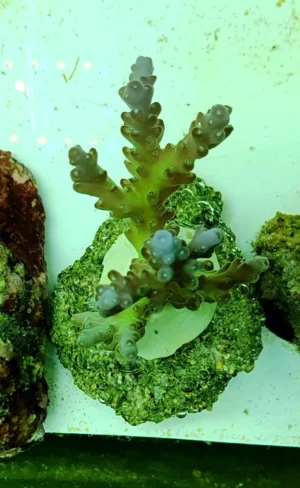 Acropora Nasuta Yellow - FOTO REALI - Corallo duro SPS - frag 6-7 cm